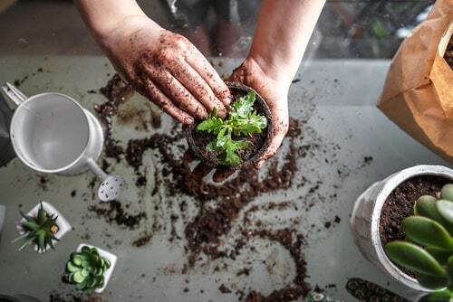 kathy-gallanis-chicago-indoor-gardening