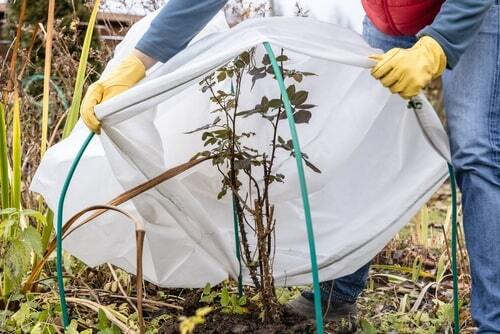 kathy-gallanis-chicago-winter-gardening